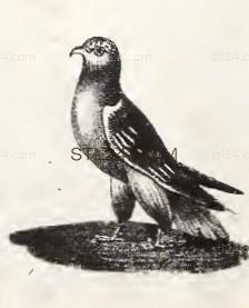 ANIMAL_0172